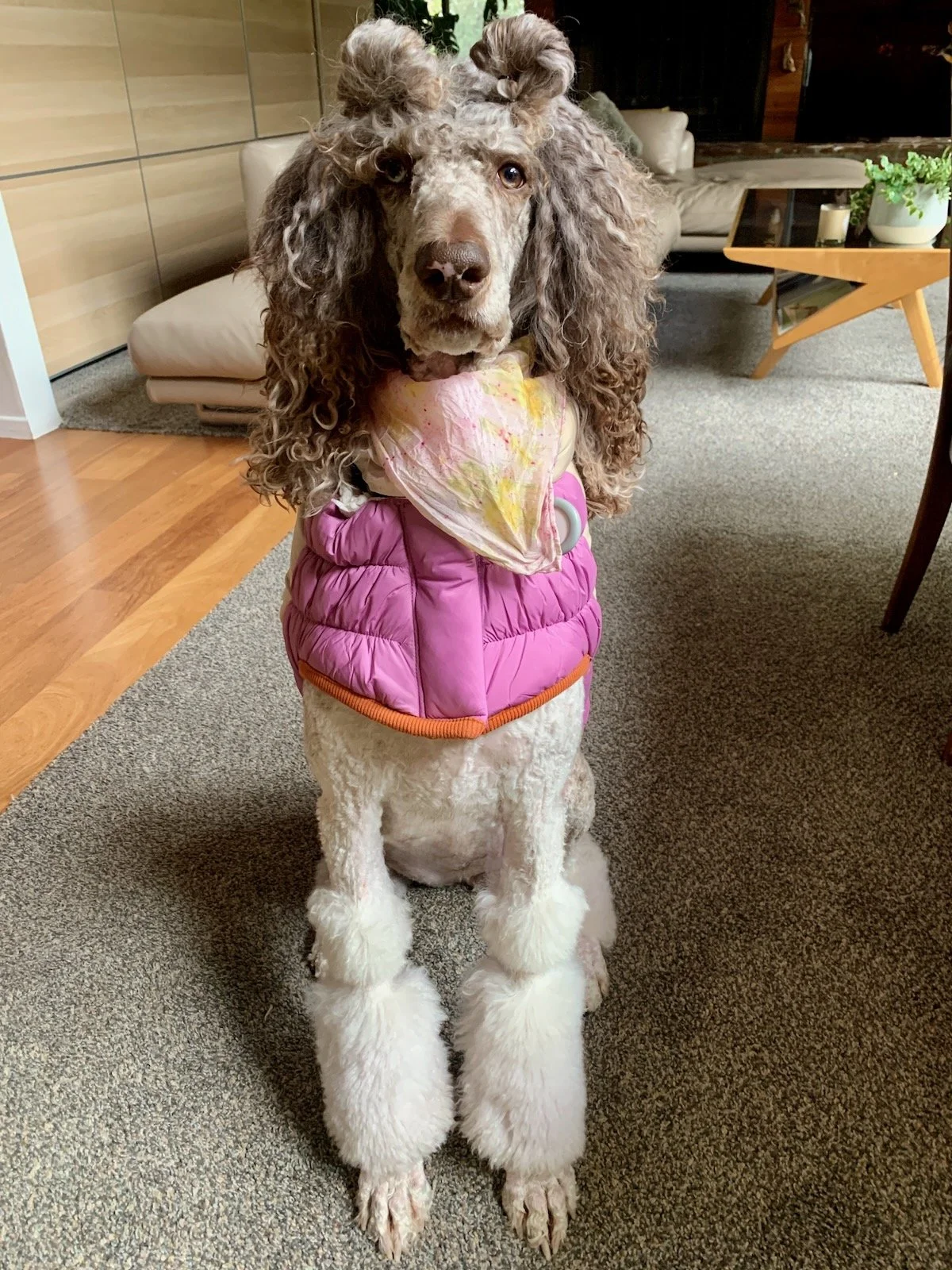 Sophie standing on the carpet wearing a pink harness.