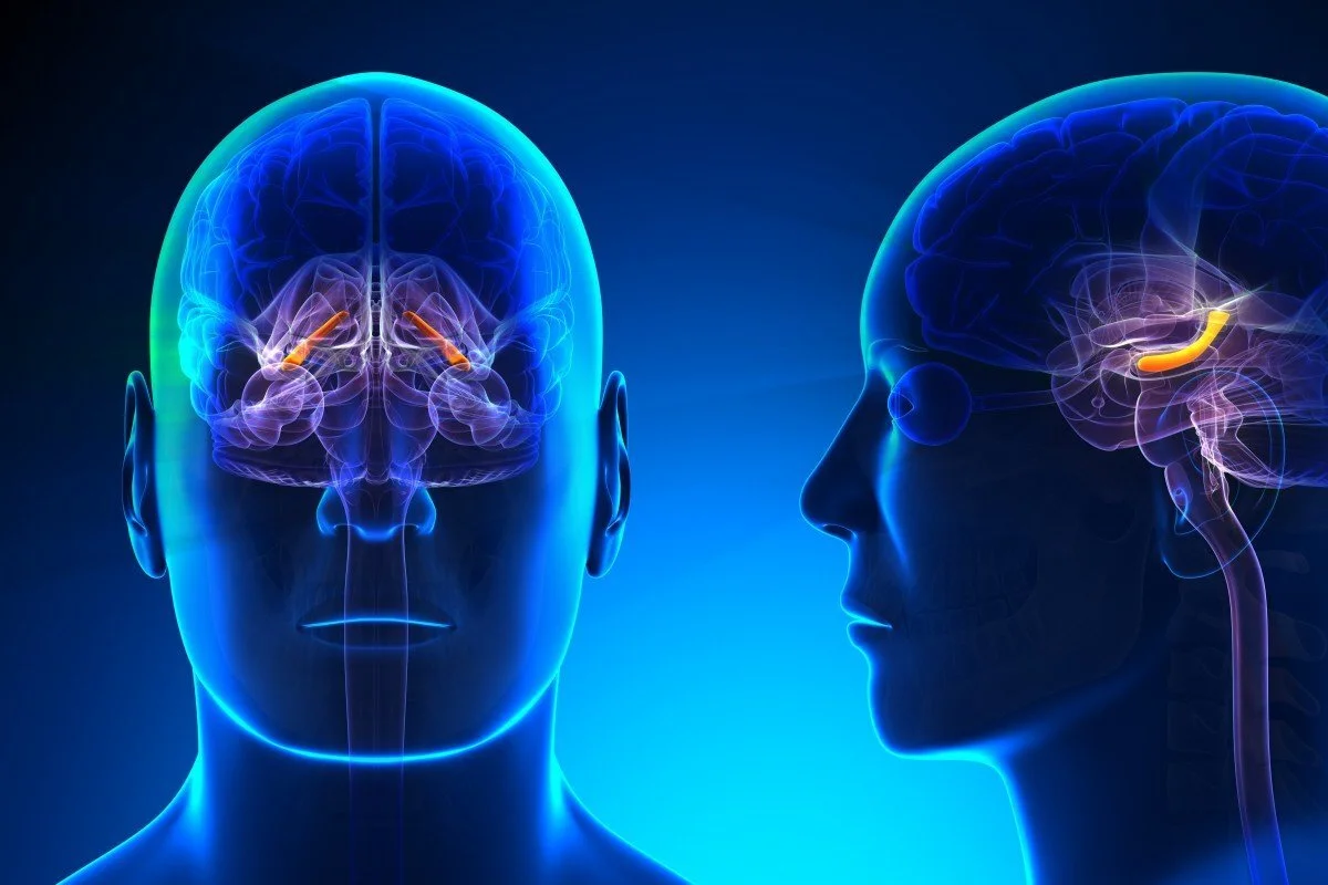 When Unhealthy Foods Hijack Your Brain