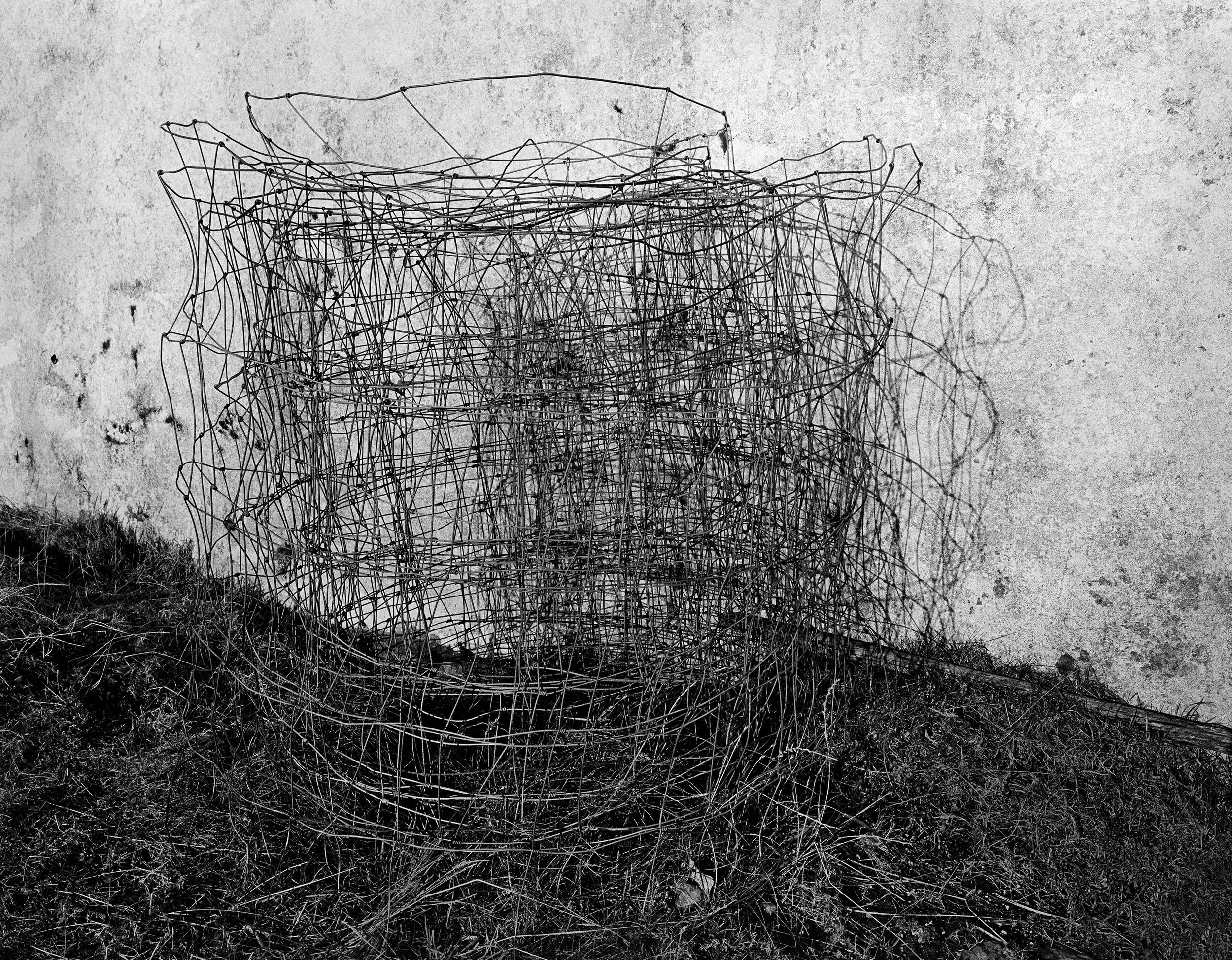 Sheep Wire #01 by Amelia Stein