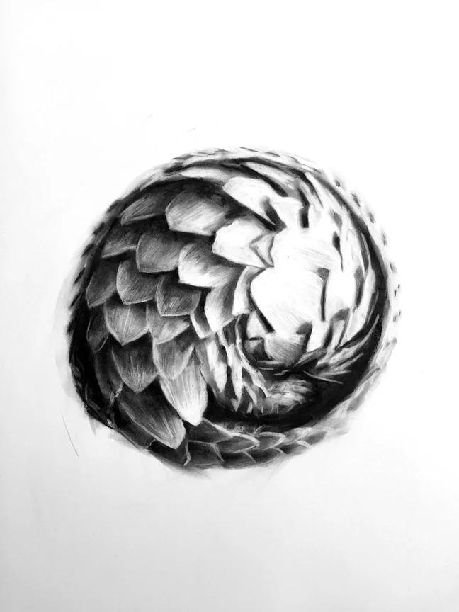 Pangolin
