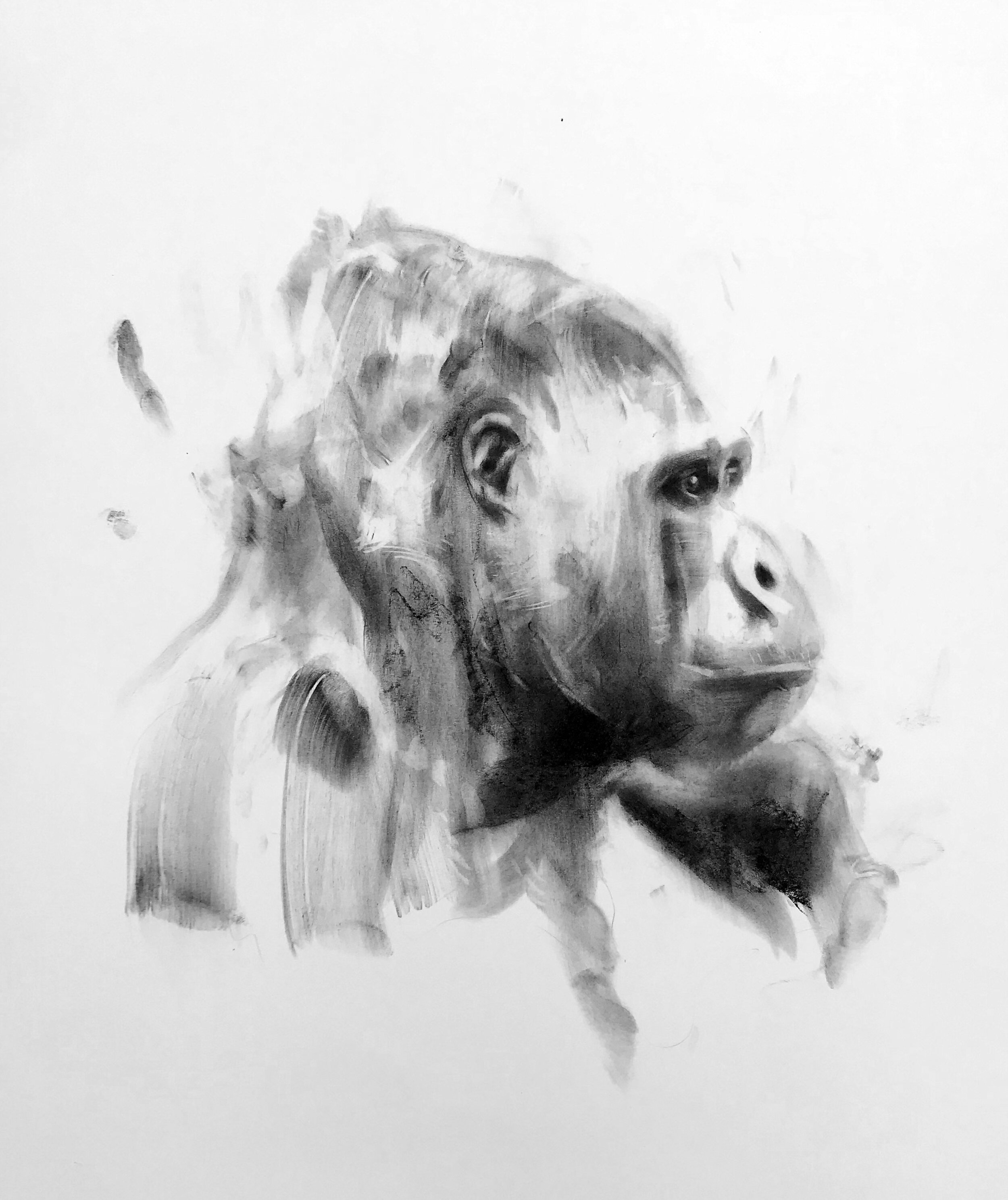 lepard-gorilla.jpg