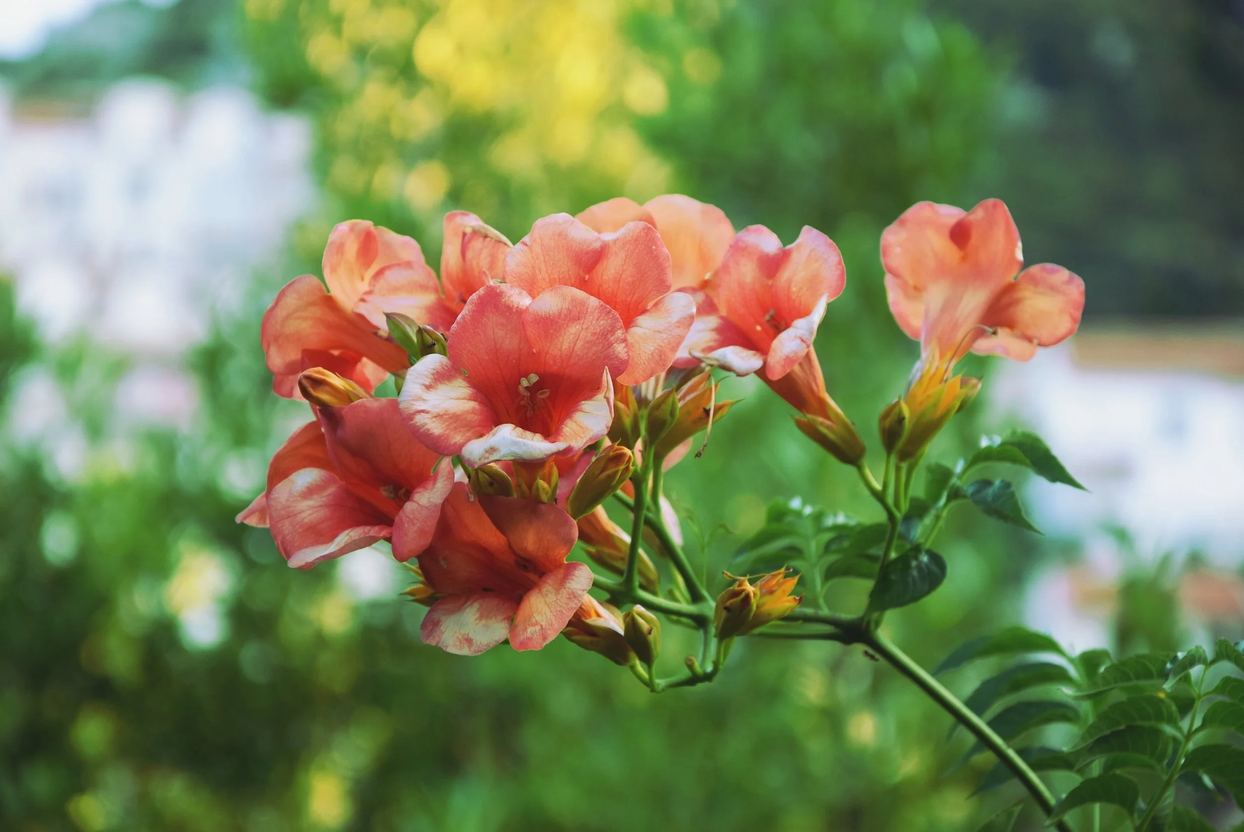 Embodying Connection: Connecting from the Marrow