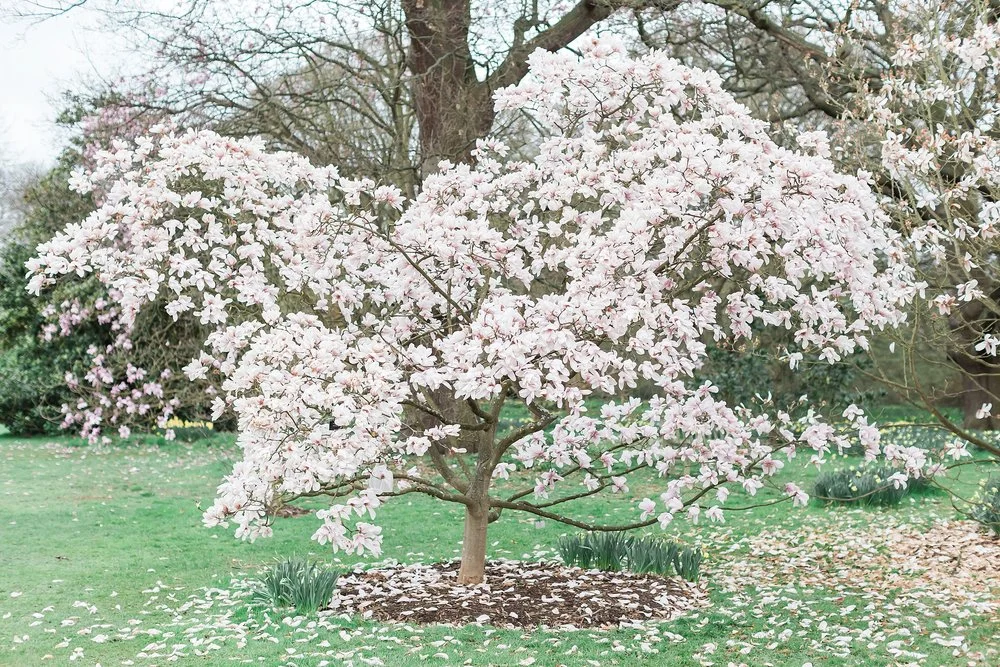 blossom-tree-kew-gardens.jpg