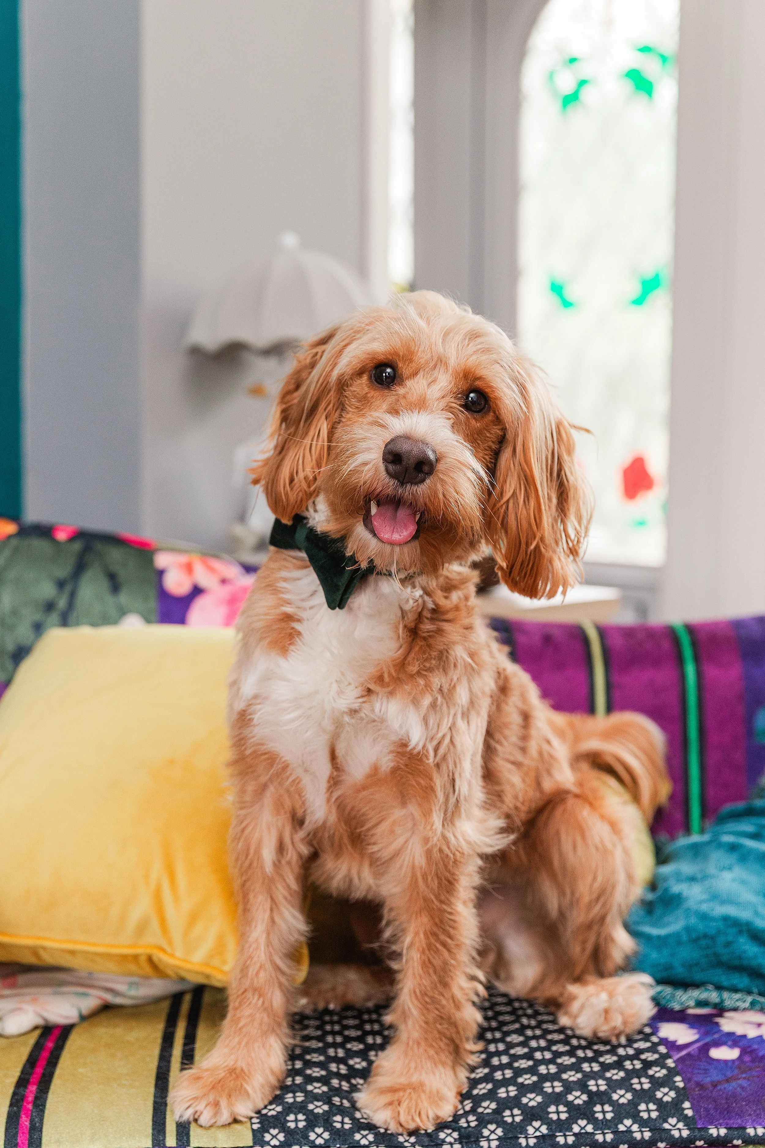 A cavapoo sitting on a sofa looking happily at the camera, he is wearing a green bow tie with a yellow cushion behind him