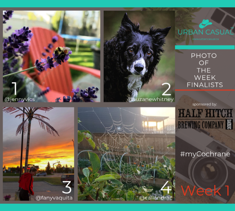 And the PHOTO OF THE WEEK finalists are: - 1/ @jennyvics - Bumblebee2/ @suzanewhitney - Almost looks like a painting!3/ @fanyvaquita - That sky, set off by the palm tree! ;)4/ @callandrac - Early Morning Spiderweb