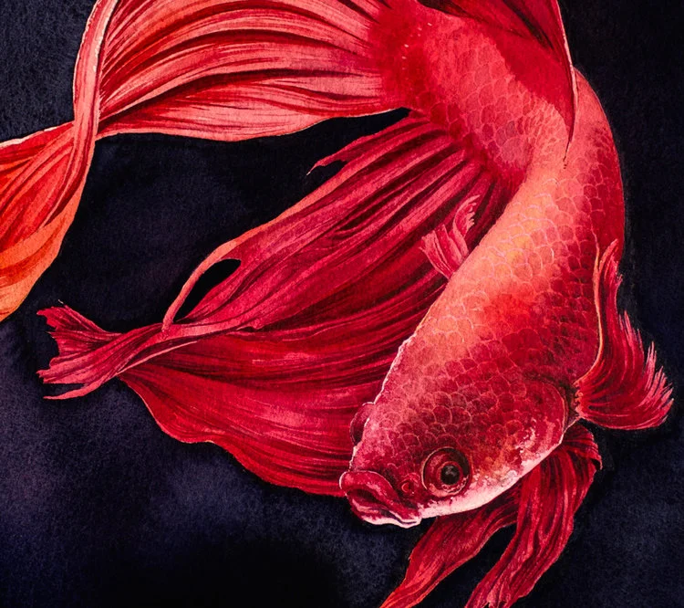 BetaFish-Detail.jpg