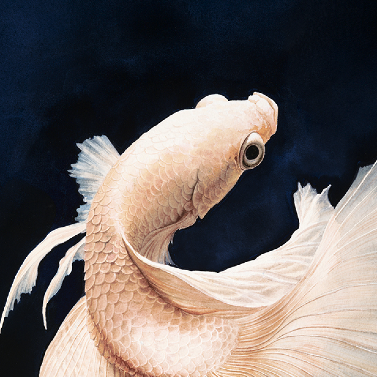 robgarringer: blue and white betta fish in a comic book style