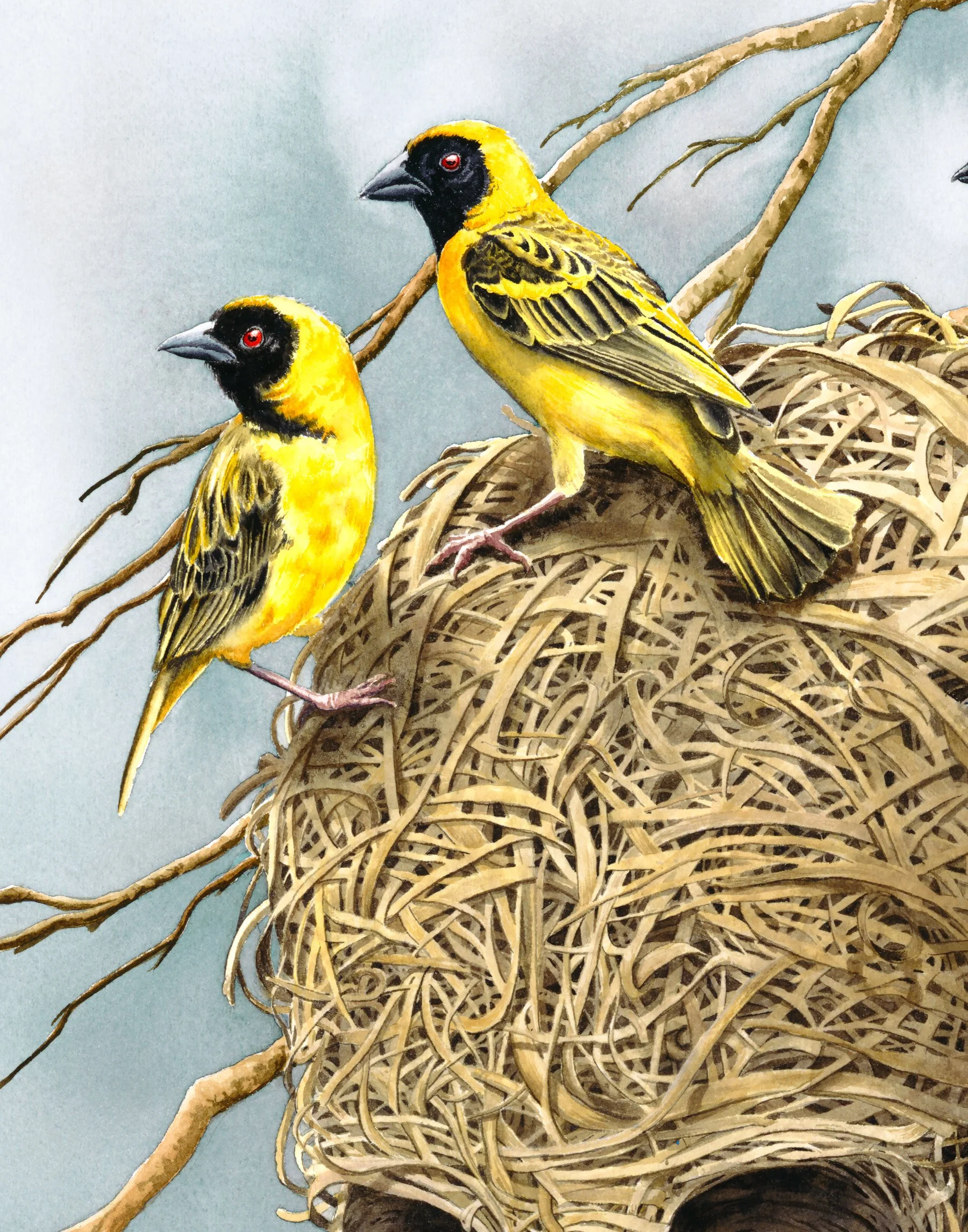 Weaver-Birds-Crop1.jpg