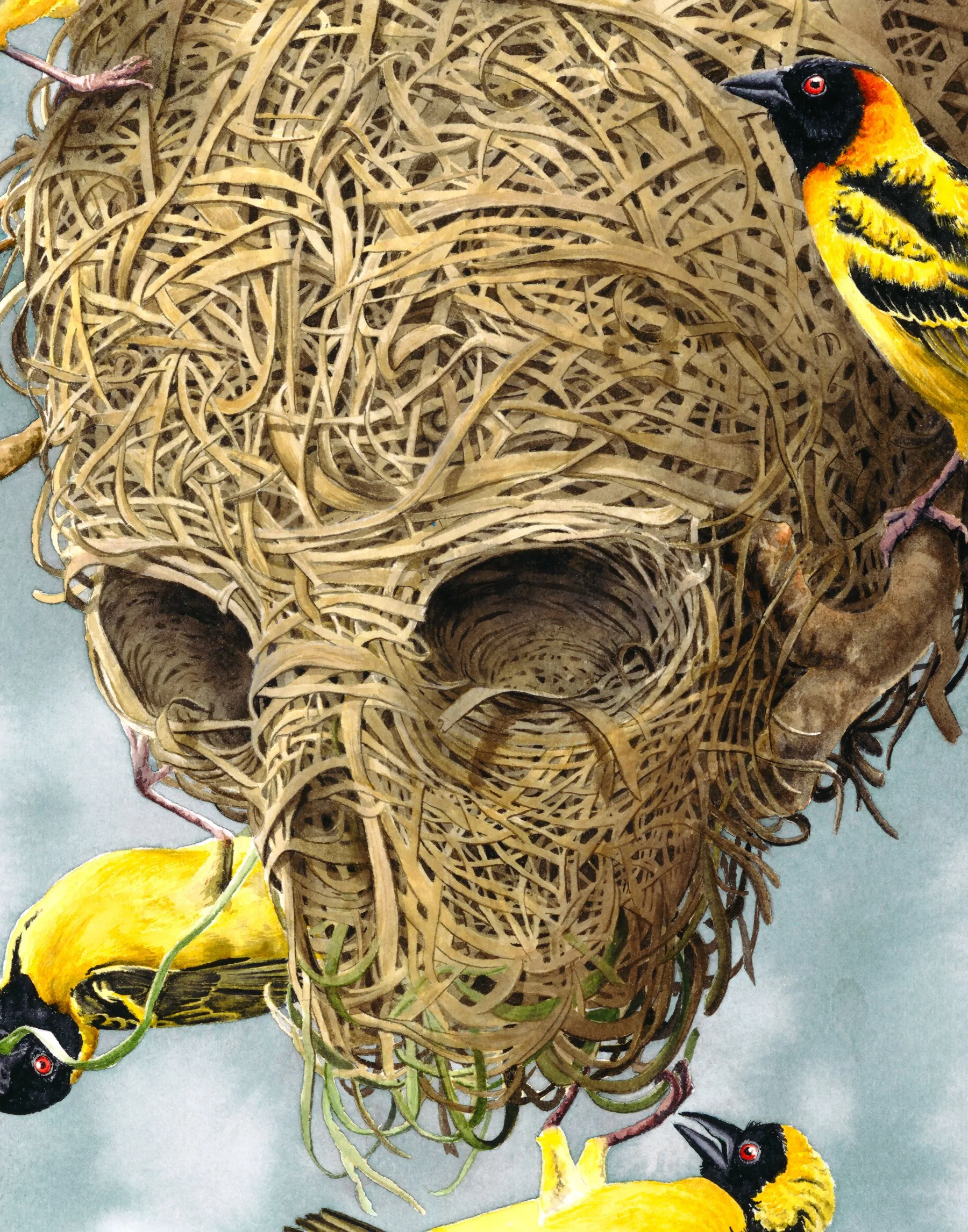 Weaver-Birds-Crop2.jpg