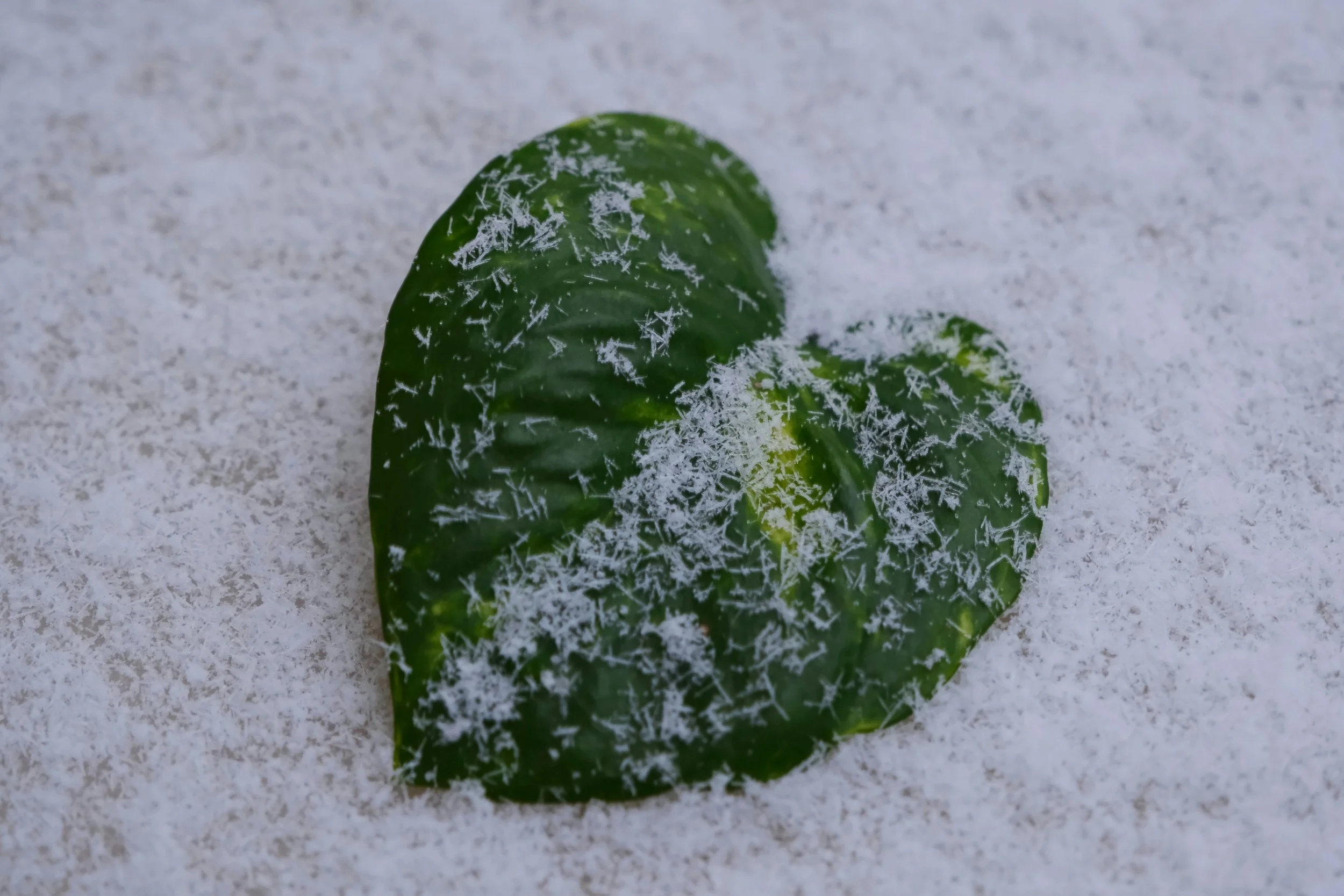 Winter Wellness