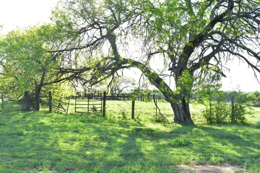 Beautiful Oaks Adorn our Property.