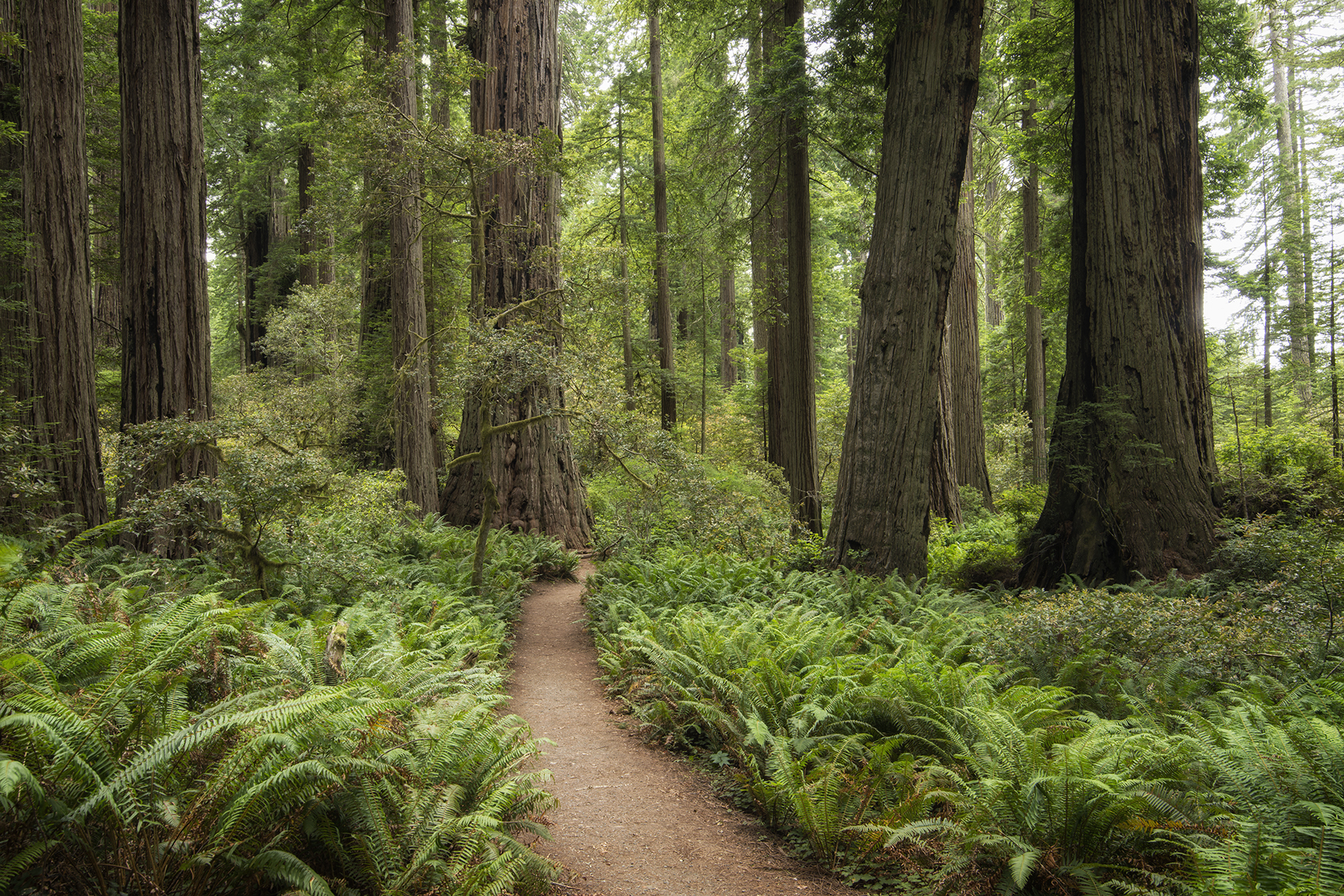 A Walk Among Giants.jpg