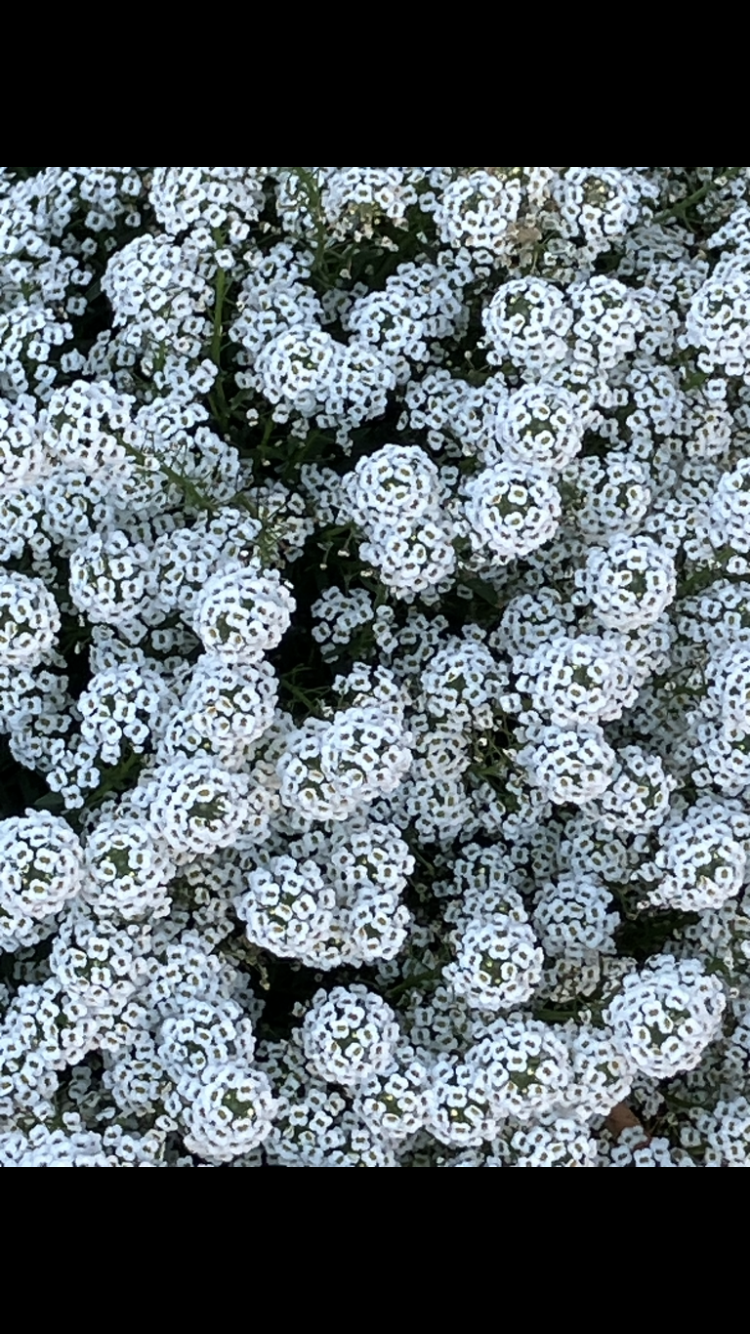 IMG_3698.PNG