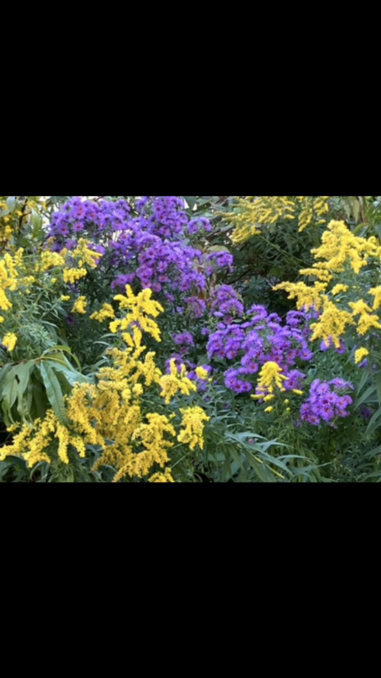 IMG_3711.PNG