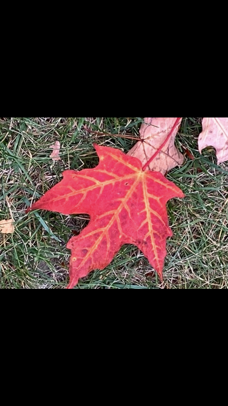 IMG_3716.PNG