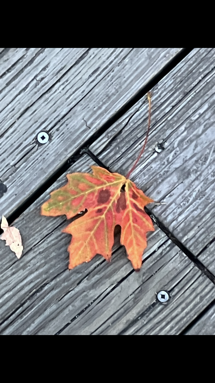 IMG_3720.PNG