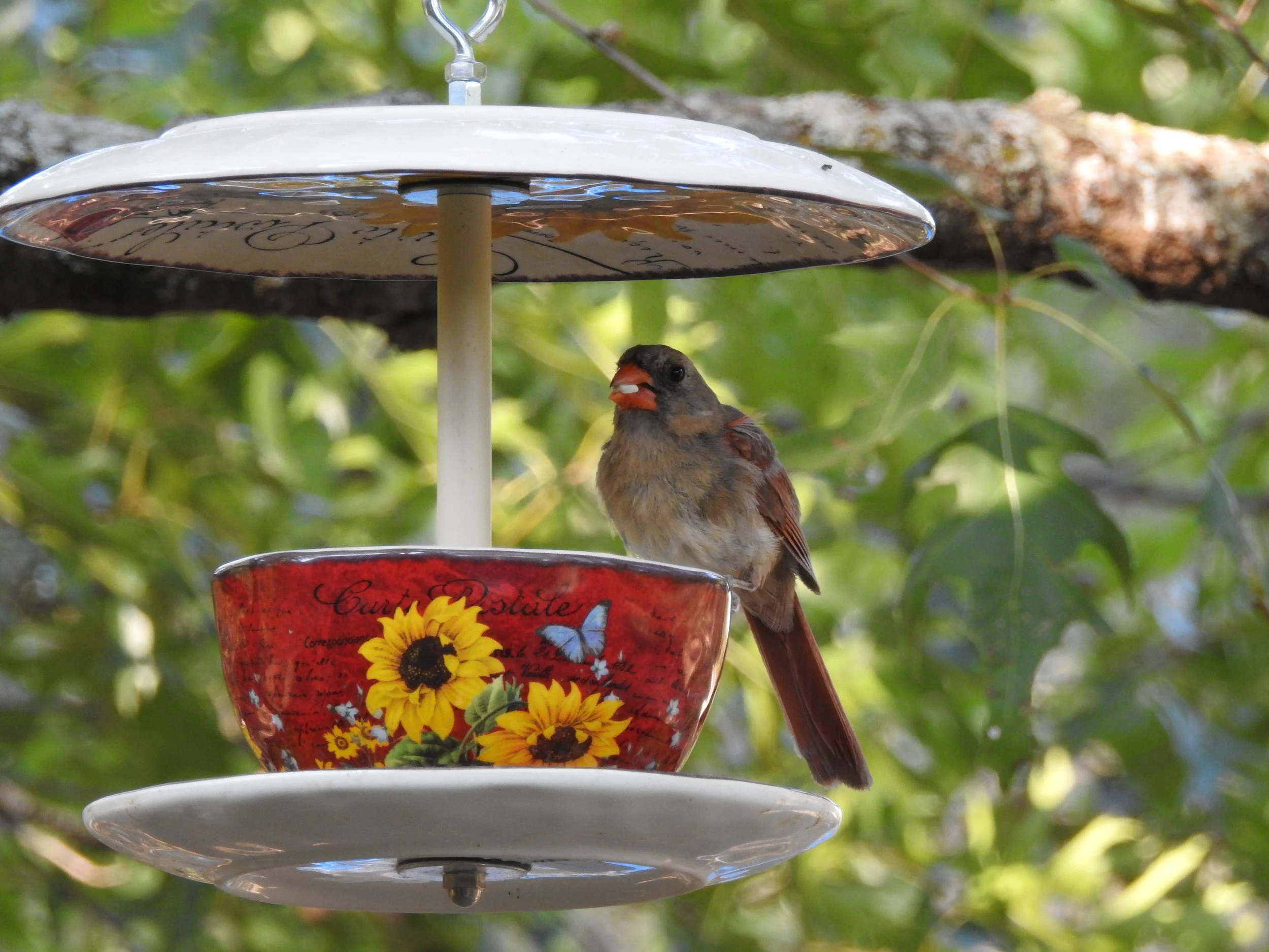 DSCN5625.JPG