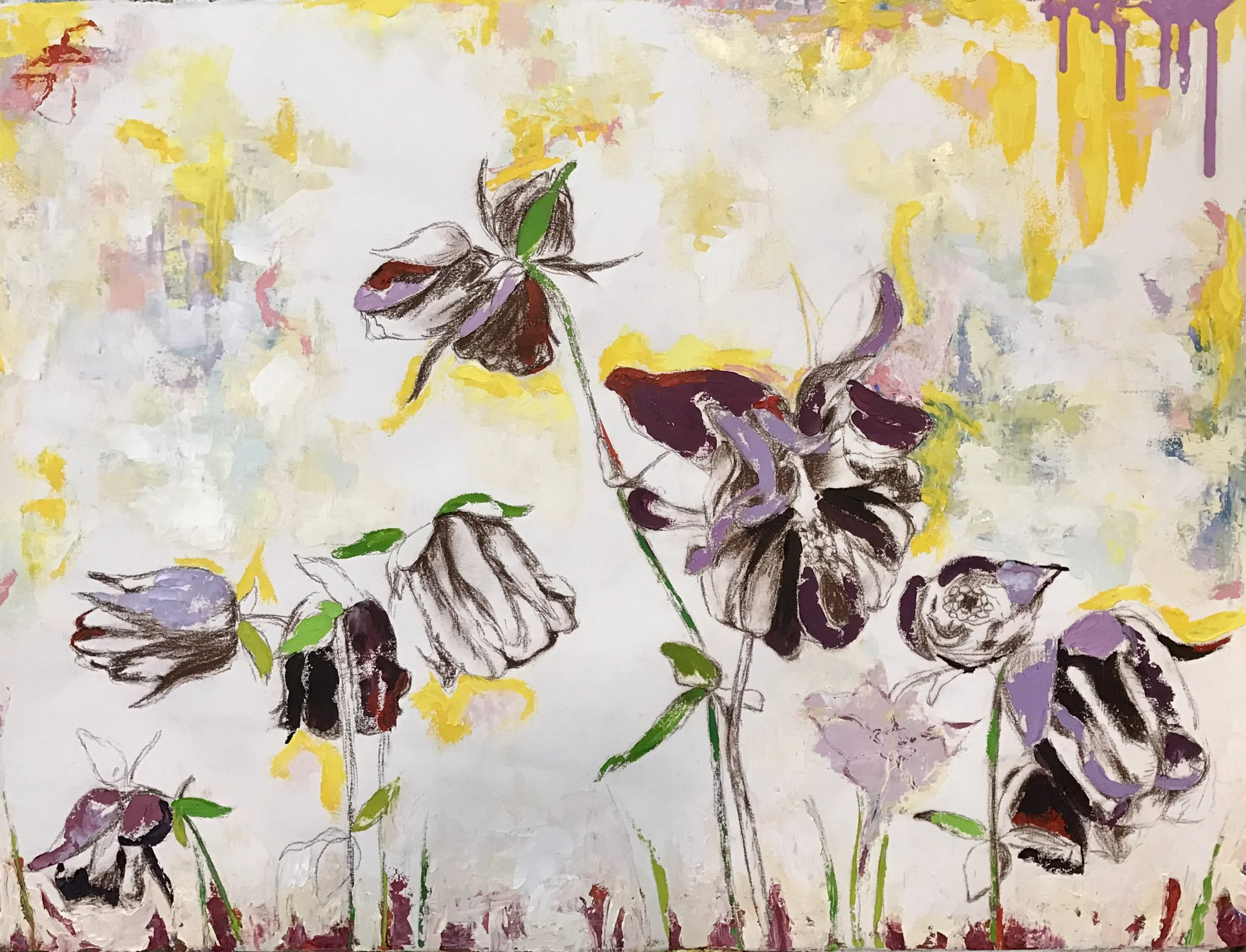 Collection of Columbines