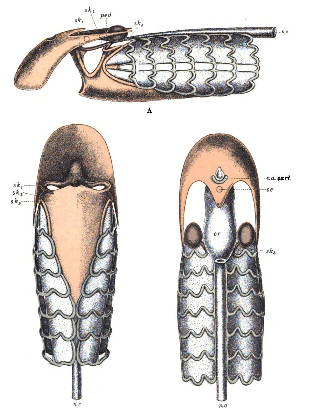 A Cross-Disciplinary Survey of Beliefs about Human Nature, Culture, and Science