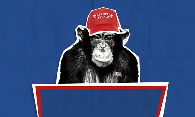 It's an alpha male thing: what dominant chimpanzees and Donald Trump have in common https://www.theguardian.com/us-news/2017/sep/14/donald-trump-alpha-male-chimpanzee-behavior From early 1974 through most of 1976, a male chimpanzee named Yeroen held the position of alpha leader in the large, open-air chimpanzee colony at Burgers zoo in Arnhem in the Netherlands. His reign was roughly coterminous with the presidential administration of Gerald R Ford in the United States. Yeroen became famous (among Homo sapiens) when the Dutch primatologist Frans de Waal showcased his leadership style in a classic 1982 book, Chimpanzee Politics. In their Machiavellian machinations and power games, De Waal argued, chimps turn out to be a lot like human beings. The curious case of Donald Trump, however, now shows that human beings turn out to be a lot like chimps.... Read more