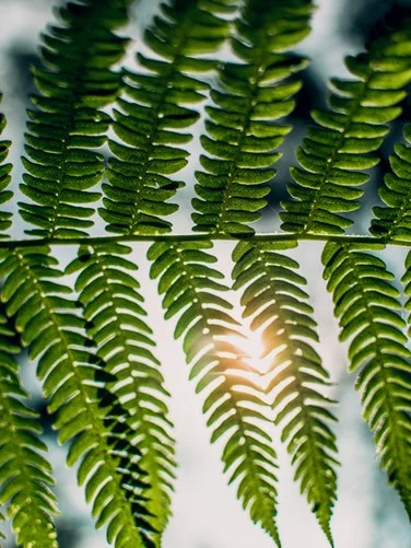 photo-1508856897575-ce74bdd4f8cf.jpeg
