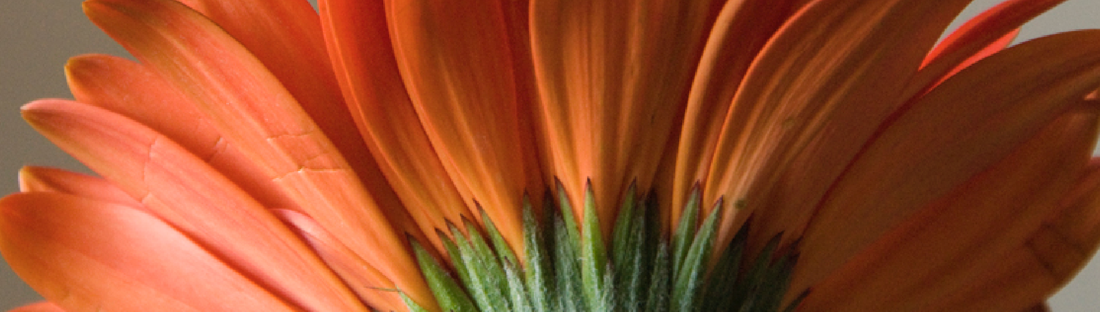 OGHeroImage_cropped.png
