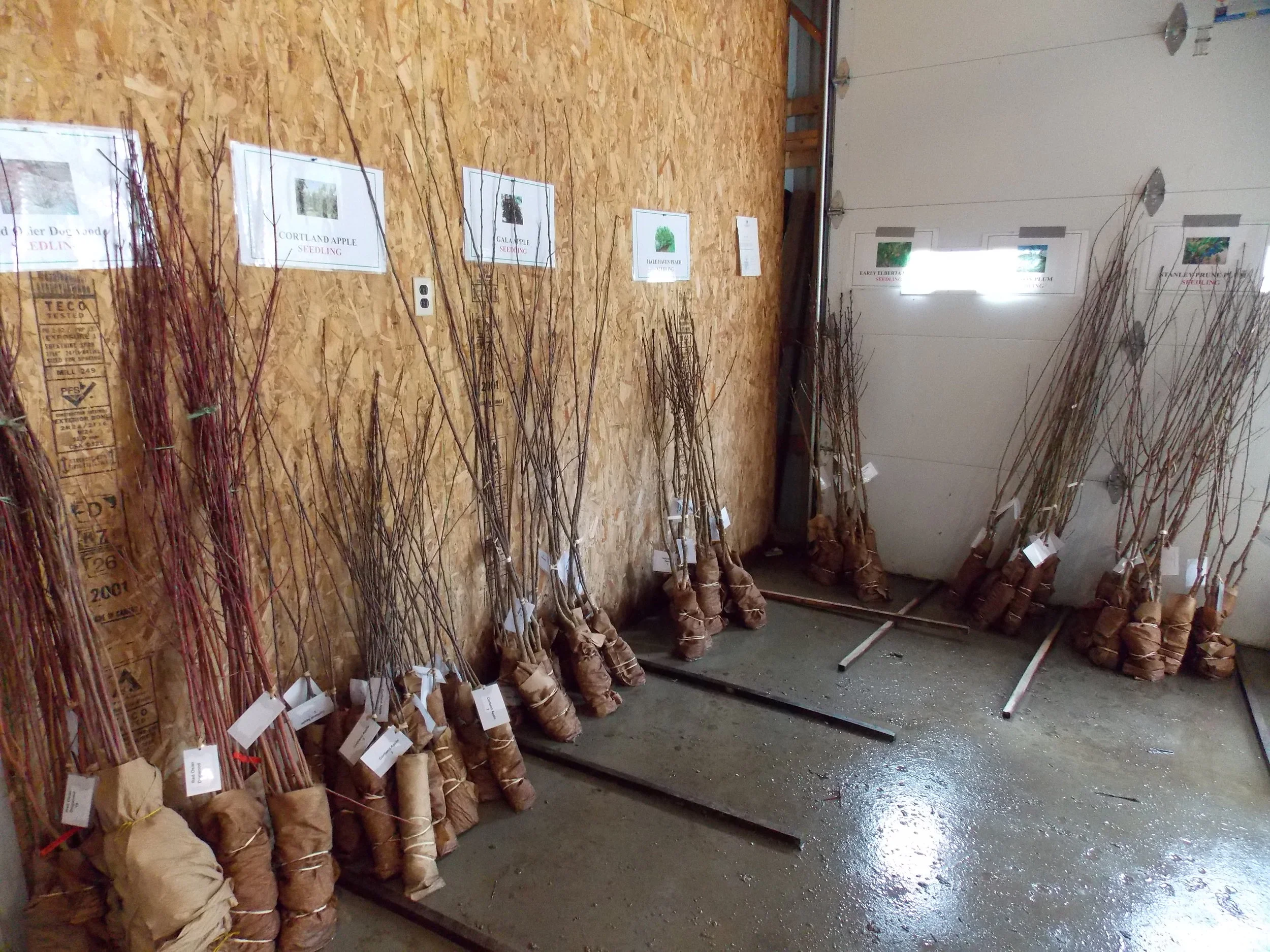 A Look back at 2018 Spring Tree Sale