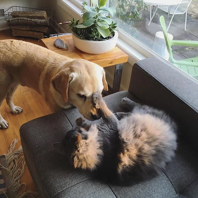 Happy #nationaldogday to this most patient pet
#dog #lab #cat #friends