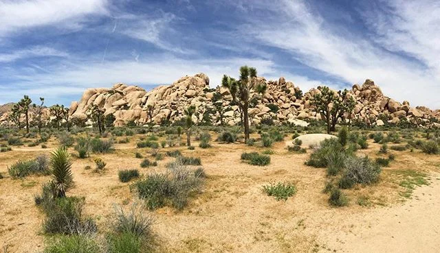 🌵
#joshuatree #nationalpark #desert #palmsprings