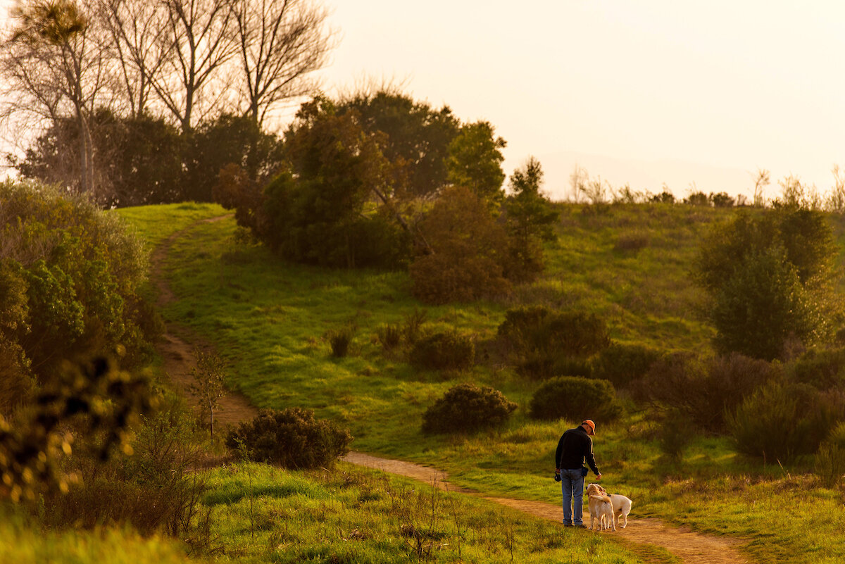 Ring Mtn Dogwalk.jpg