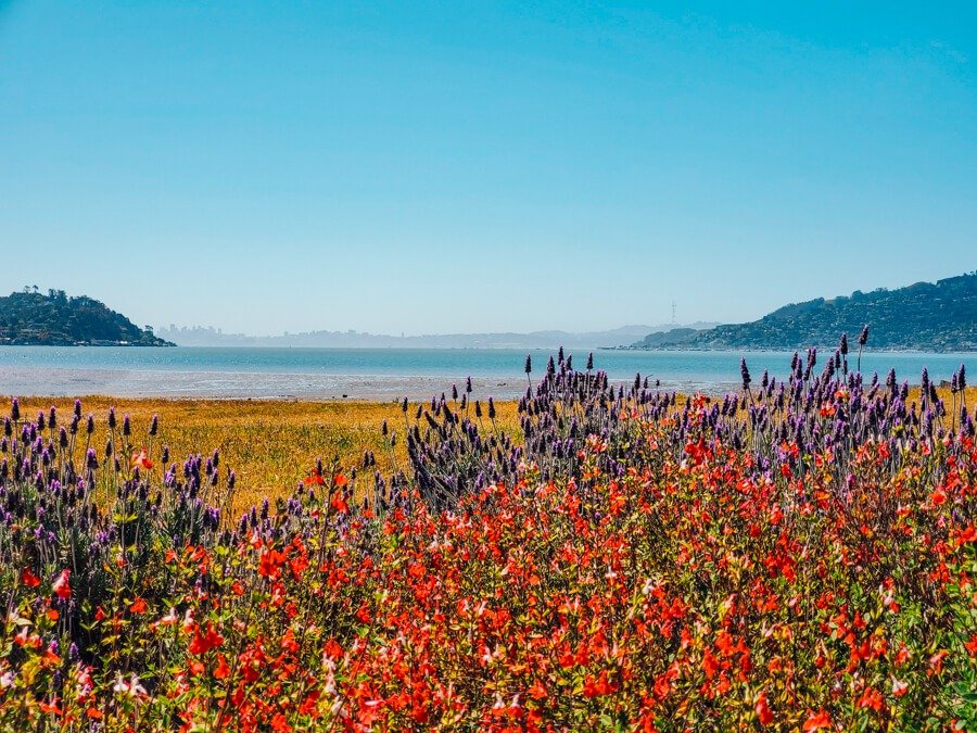 Finding beauty in the every day at closely located #TiburonLinearPark, just moments from #TheCoveAtTiburon 
-
-
-
-
-
#tiburon #tiburonphotography #nature #wildflowers #waterfrontliving #apartment #tiburonrents #rental #cali #california