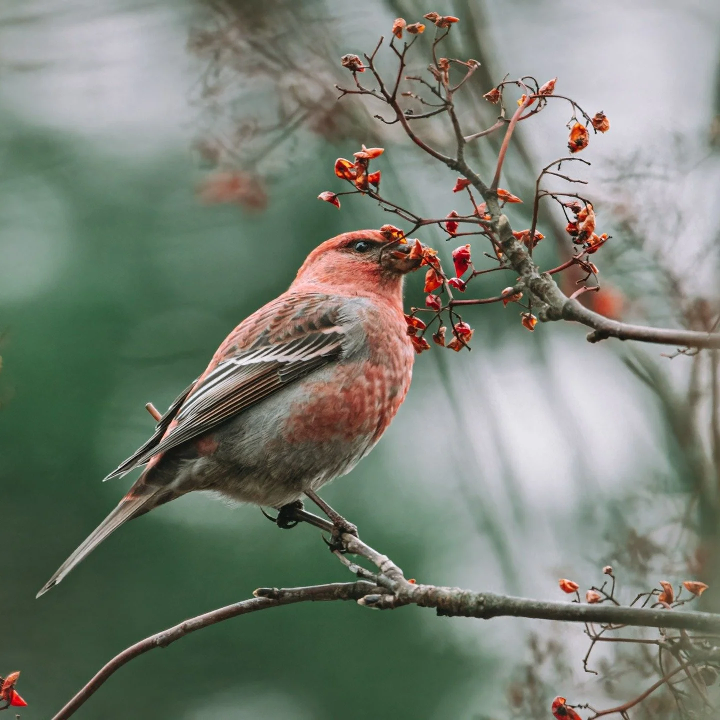 Last week on our Heart of Being Human call, we began by holding the heaviness so many of us are carrying: the grim news, the heartbreak in the world.

And then someone shared a story about spotting a pine grosbeak outside the window, and the way that
