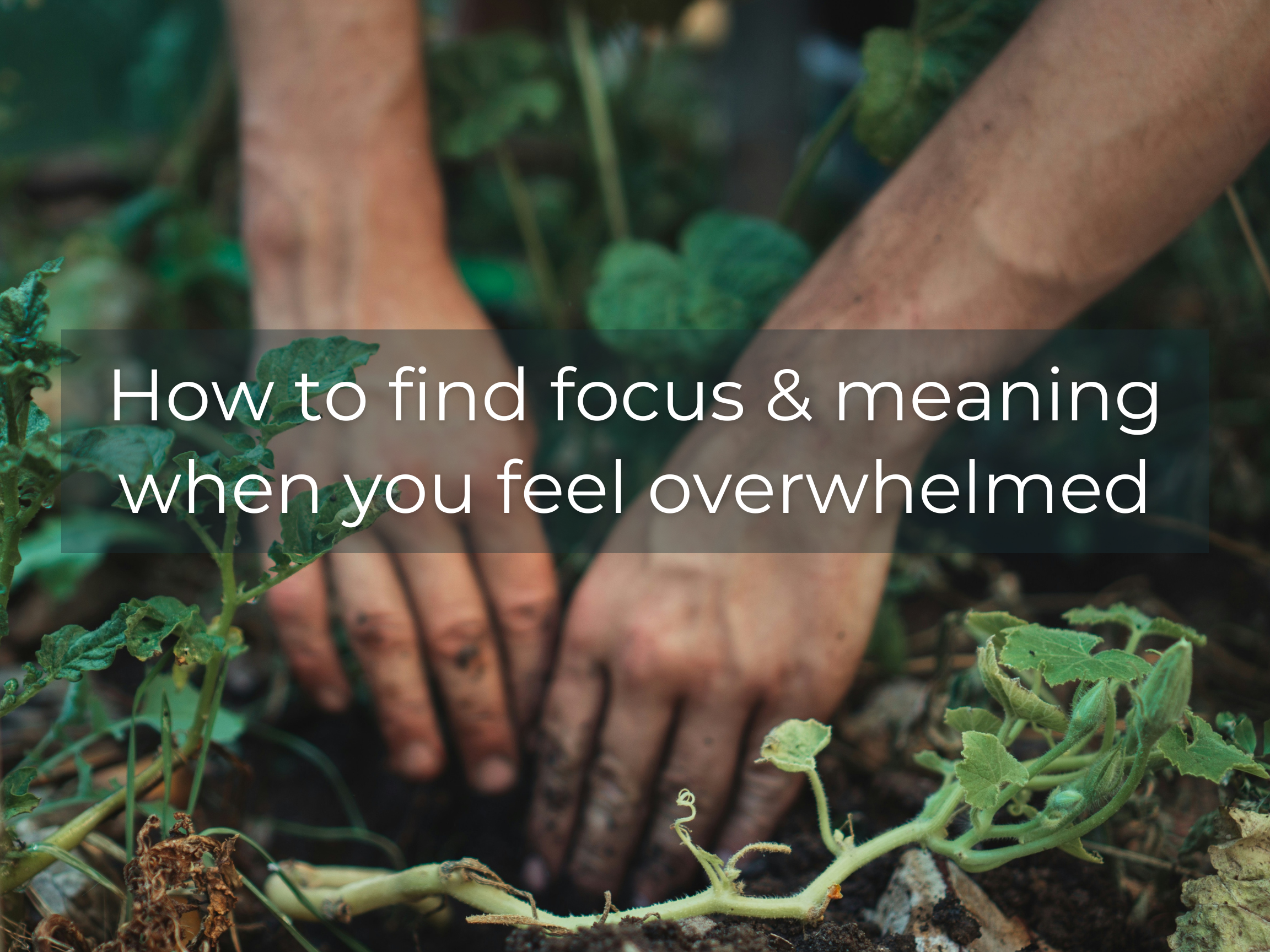 Tending Your Corner of the World (When Everything Feels Overwhelming)