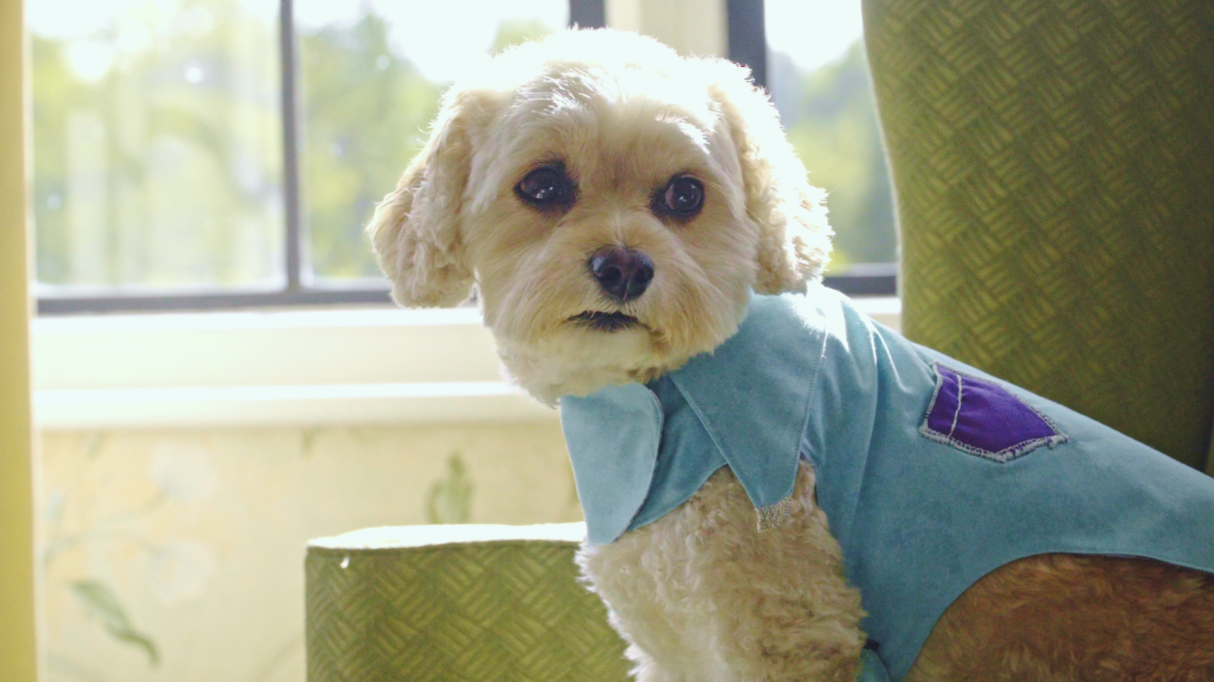 Hastings the dog.