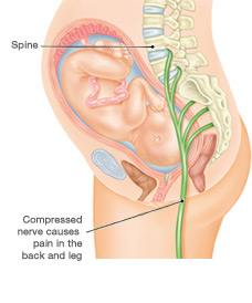 Anatomy of pregnant woman
