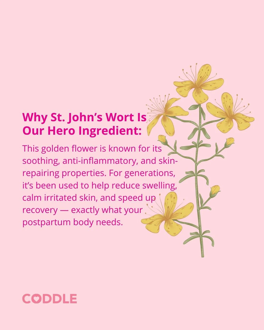 Let us spill some tea: Most postpartum care products&mdash;even the ones from the hospital&mdash;are made with hormone-disrupting chemicals your healing body doesn&rsquo;t need.

At CODDLE, we believe in a better way. 🌿

St. John&rsquo;s Wort is at 