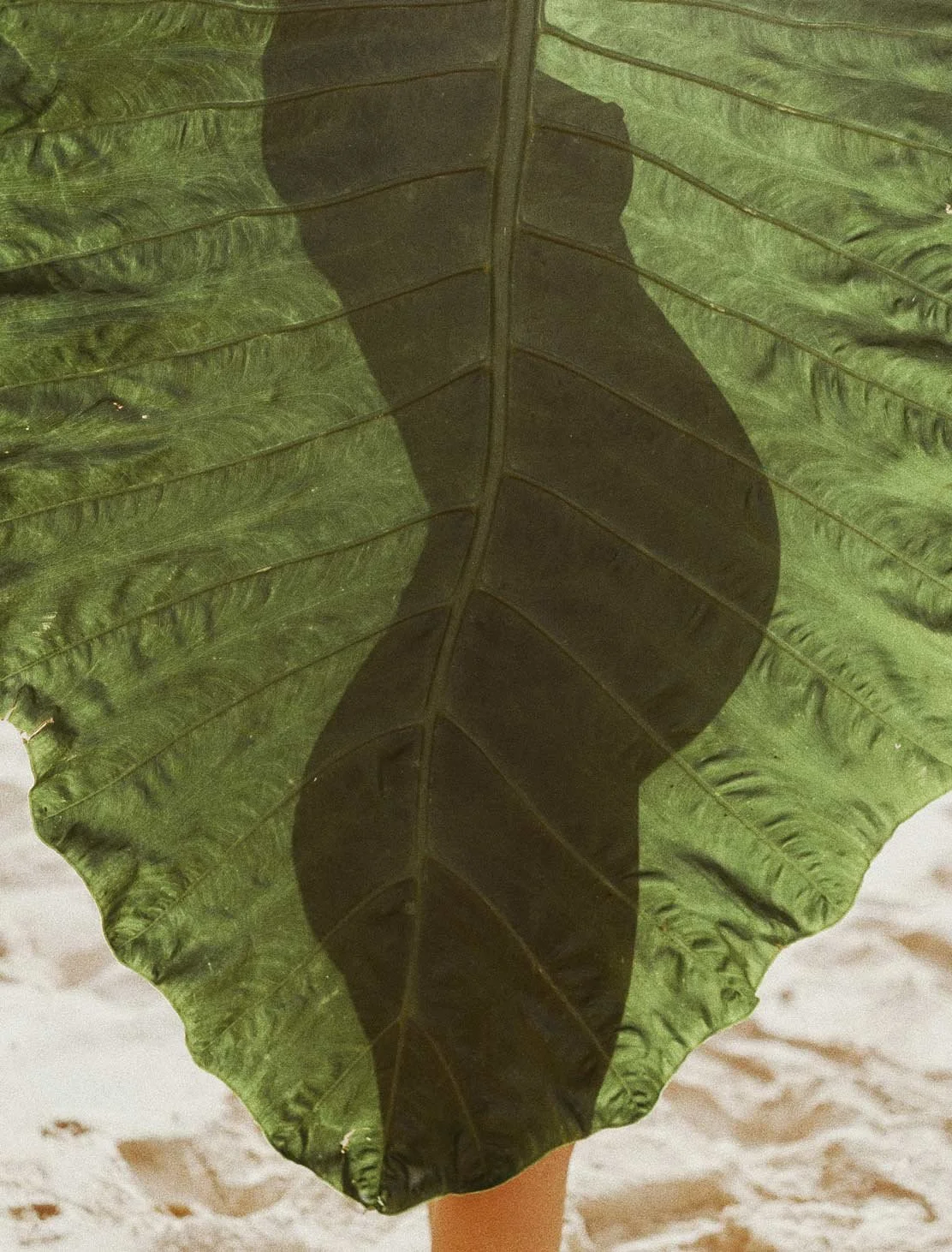 "Mother Nature" by Natalie Karpushenko