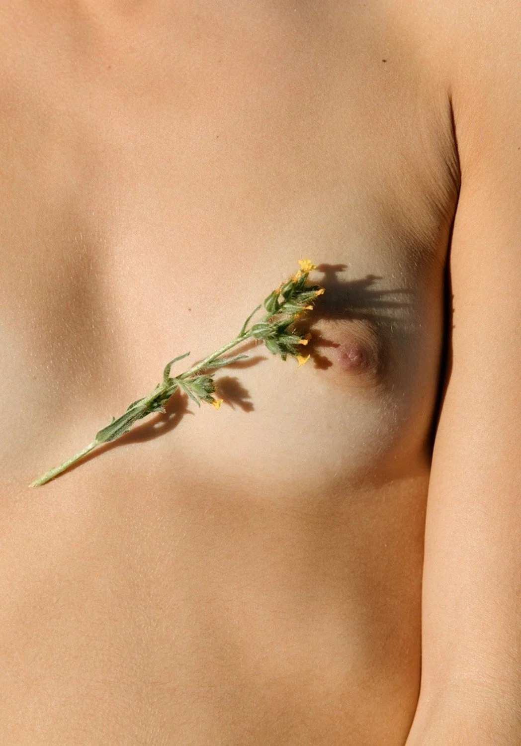 2 flower chest closeup.jpg