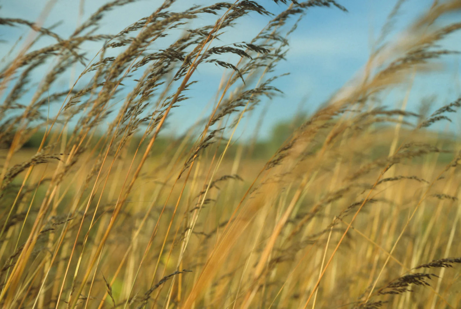 prairie grasses-28-flip-cleanup-test2.jpg