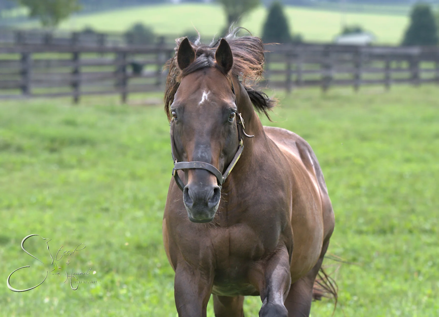 Touch Gold Galloping Over to Say Hello