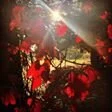 Red leaves and dun.jpg