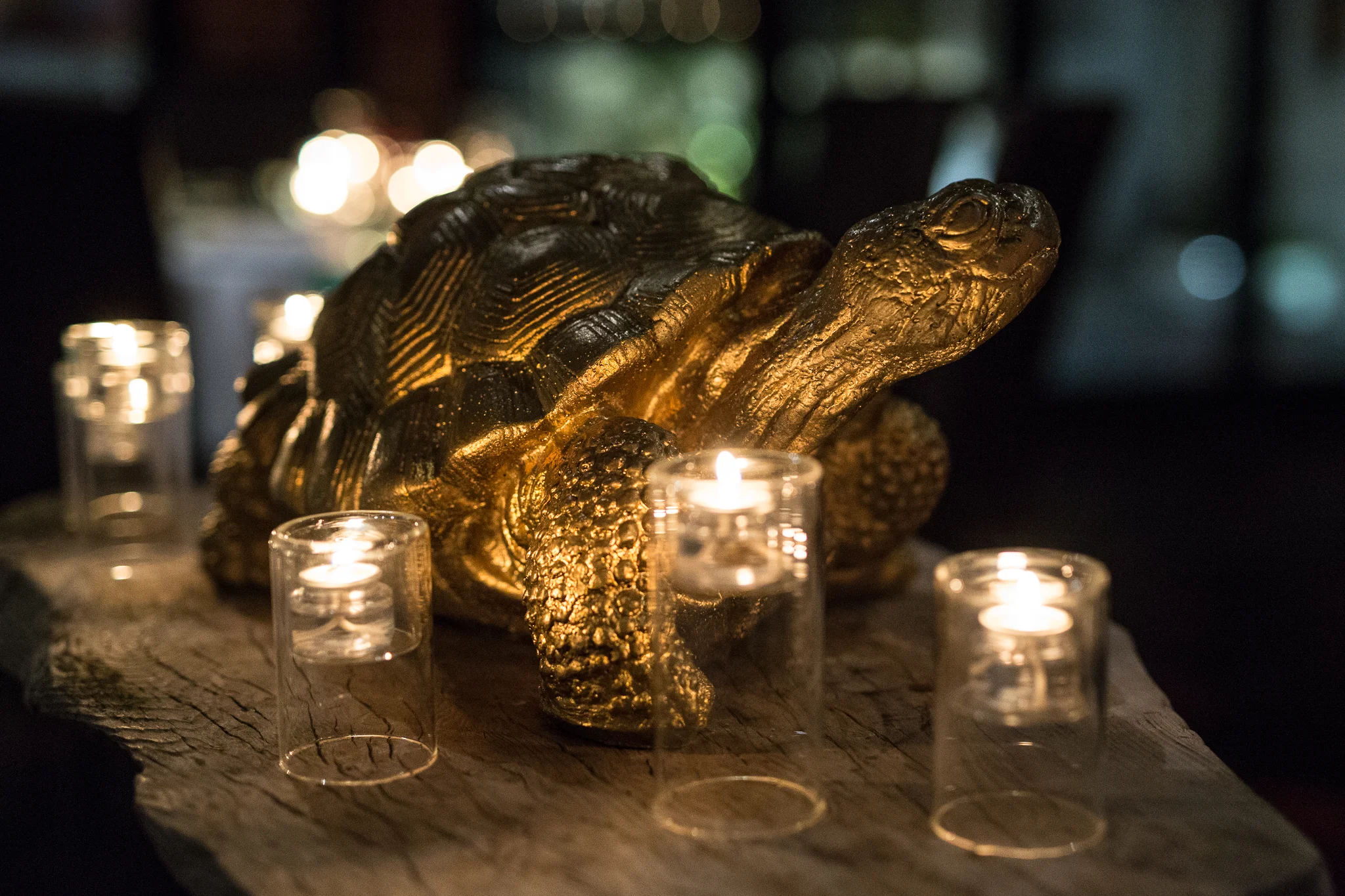 Tortoise.12.2.18_WR-6464.jpg
