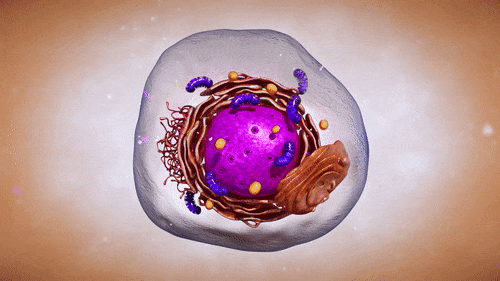 Animal Plant Cell Gif Artstation Cells And Organelles - vrogue.co