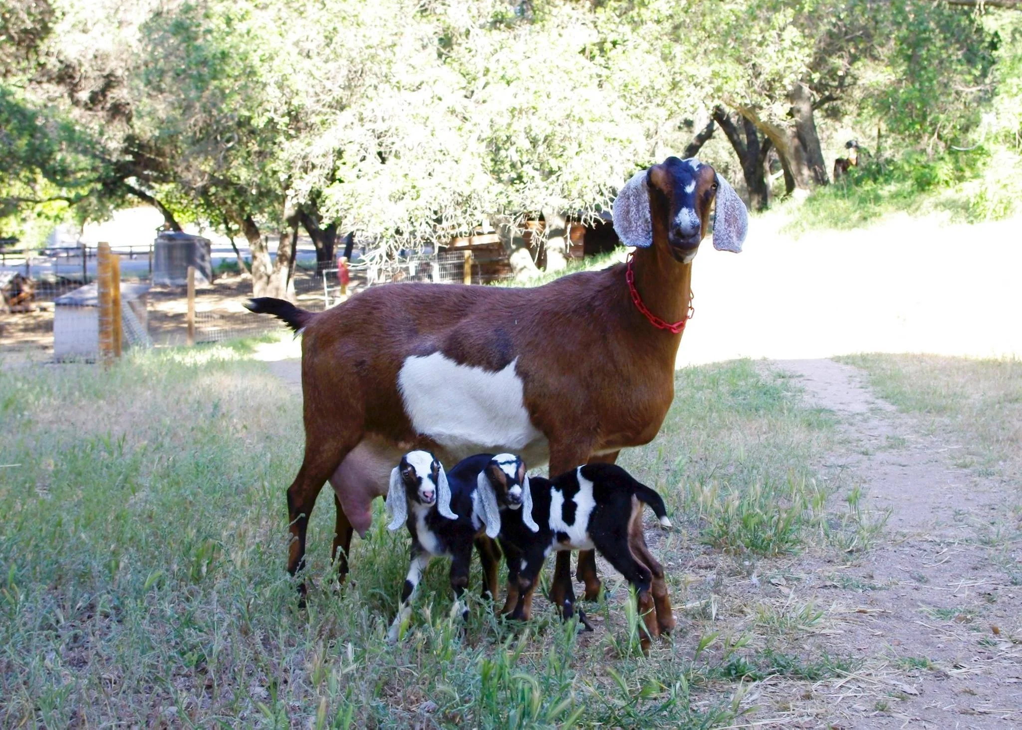 Harriet and Kids.jpg