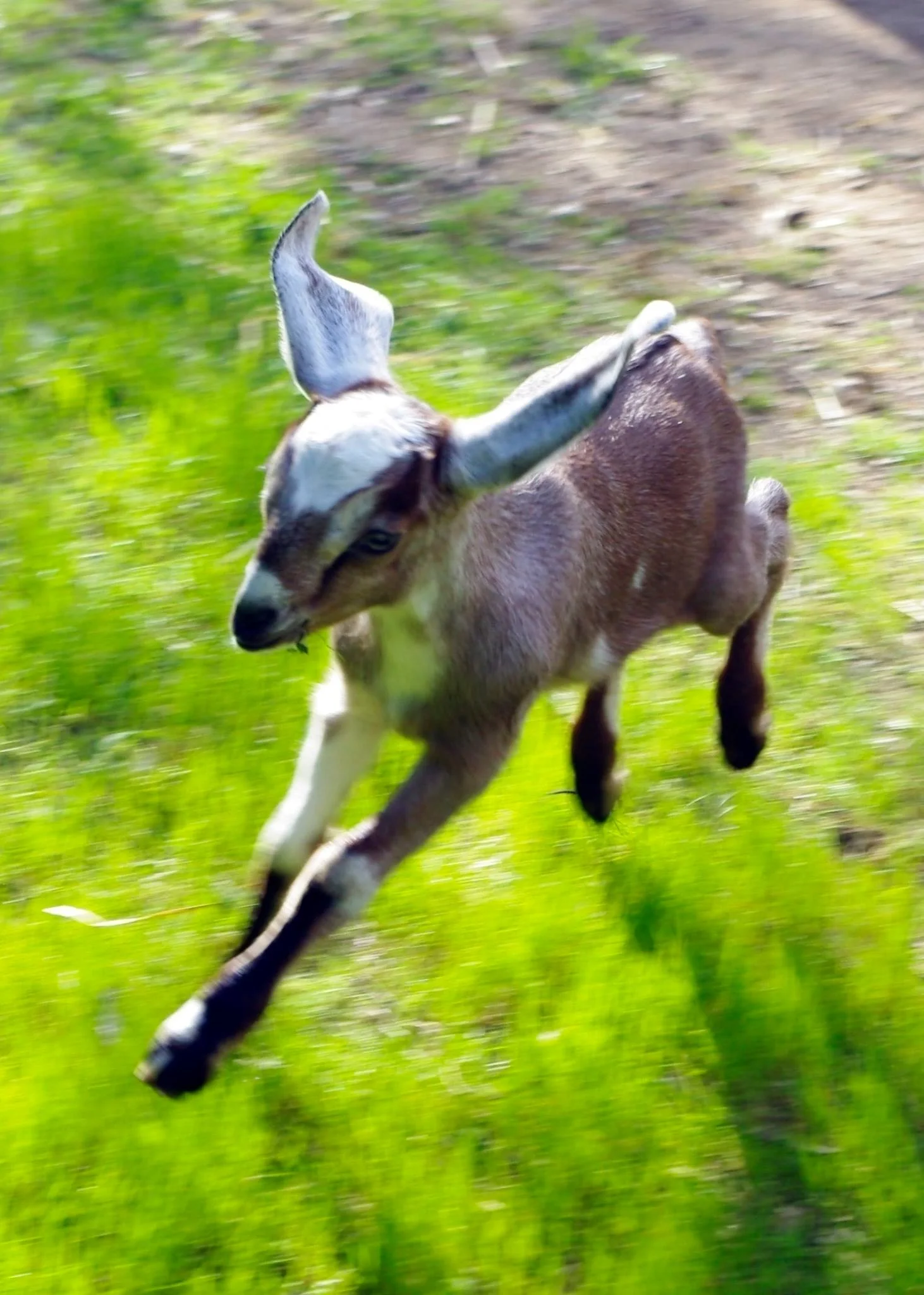 flying goat kid.jpg