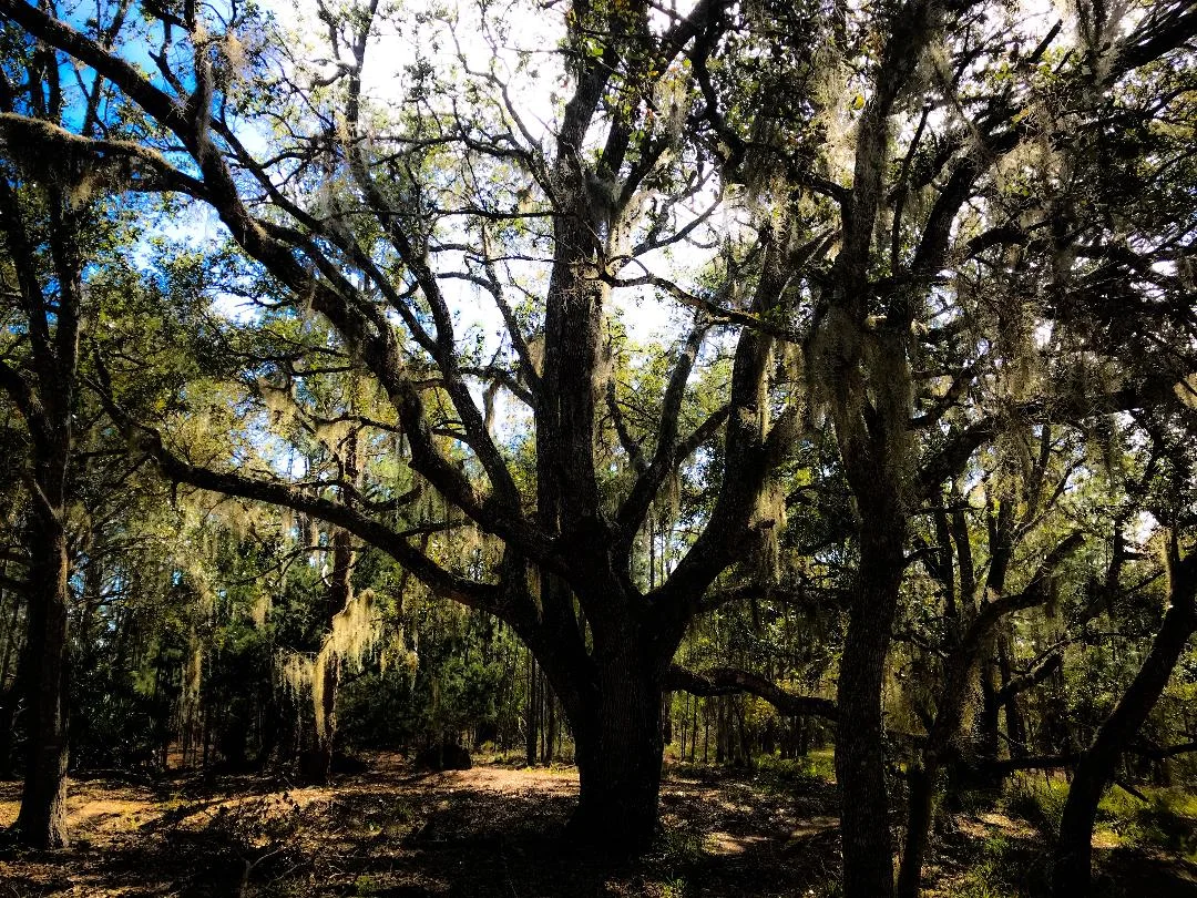 tree.jpg