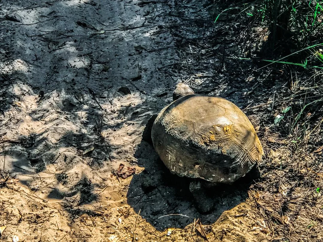 turtle.jpg