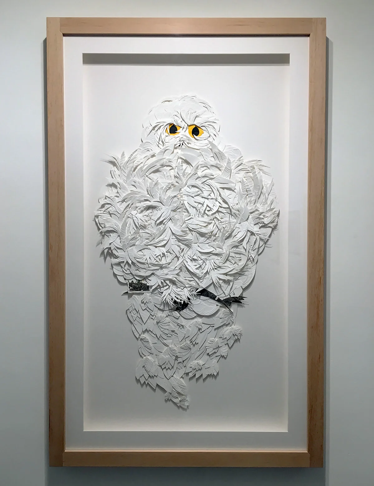 Johnson_Owl.jpg