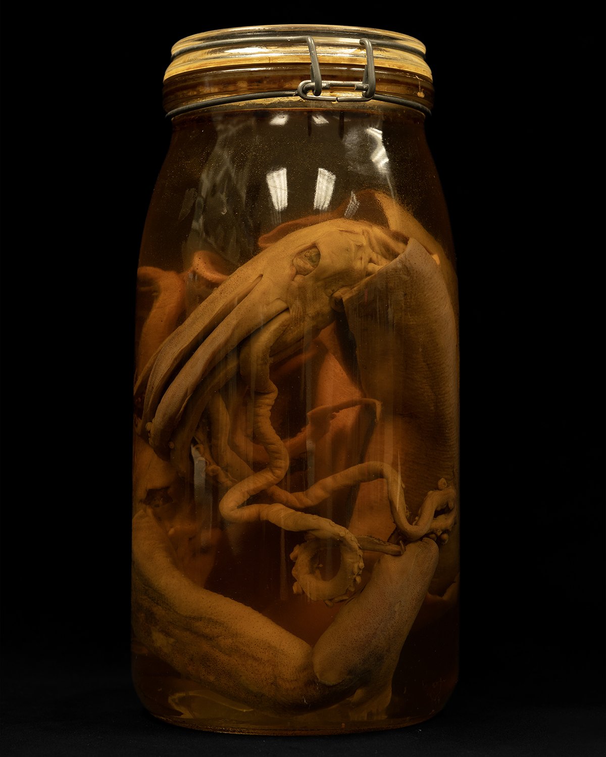Illex illecebrosus (USNM 1666884) 24×30” Chromogenic Print 2024 1/2