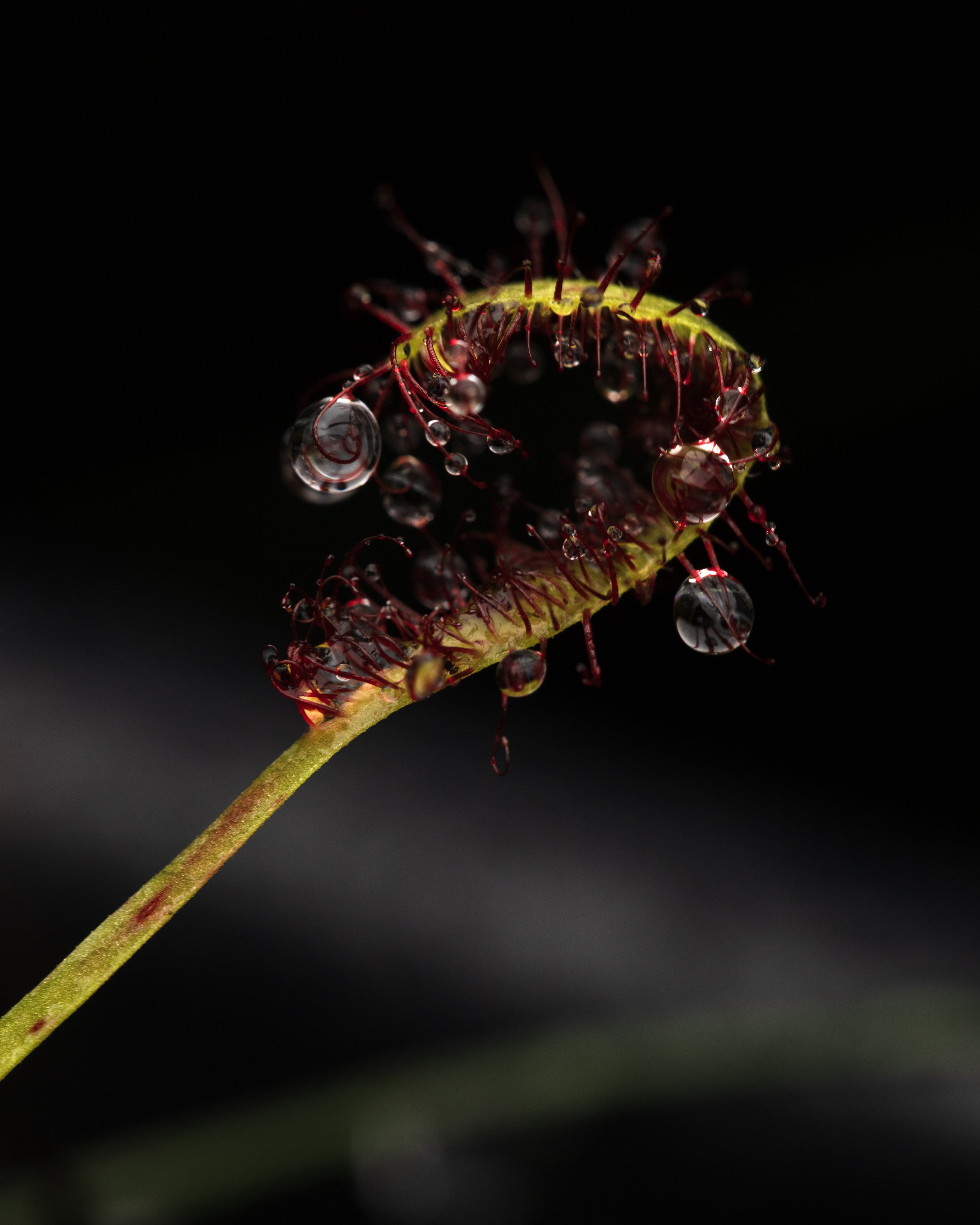 Drosera filiformis 8×10” Chromogenic Print 2024 1/5